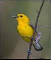 _2SB8608 prothonotary warbler
